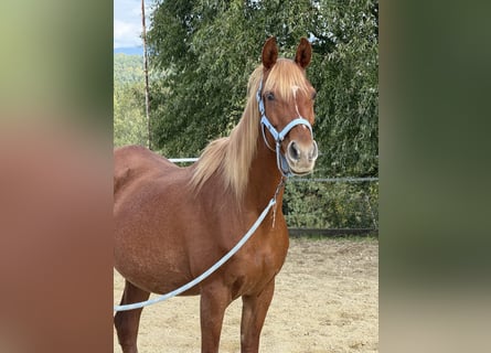 Egyptische Arabier, Merrie, 17 Jaar, 155 cm, Vos