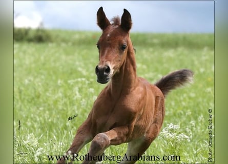 Egyptische Arabier, Merrie, 1 Jaar, 153 cm, Bruin