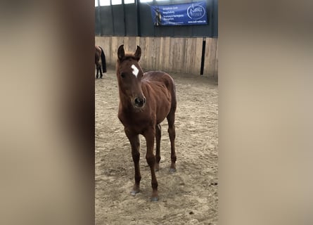 Egyptische Arabier, Merrie, 1 Jaar, 155 cm, Vos