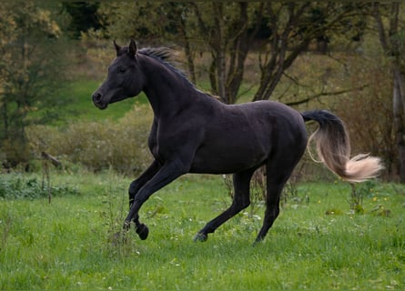 Egyptische Arabier, Merrie, 2 Jaar, 150 cm, Zwart