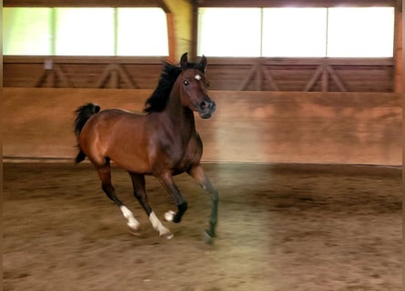 Egyptische Arabier, Merrie, 3 Jaar, Bruin