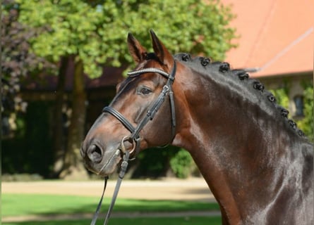 Westfalisk häst, Hingst, 21 år, 172 cm, Brun