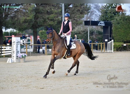 Einsiedler, Castrone, 10 Anni, 168 cm, Baio