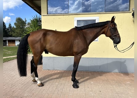 Einsiedler, Castrone, 14 Anni, 171 cm, Baio