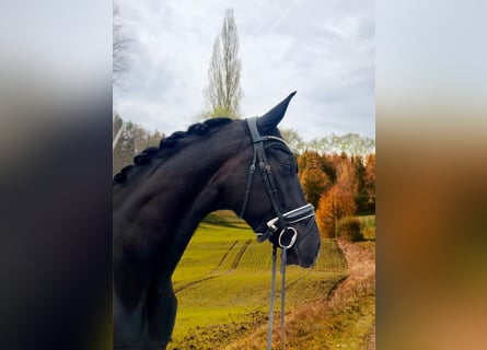 Einsiedler, Castrone, 4 Anni, 166 cm, Morello