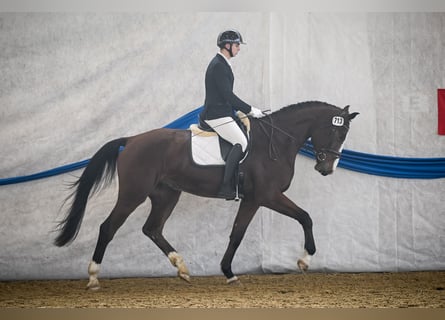 Einsiedler, Castrone, 4 Anni, 182 cm, Baio