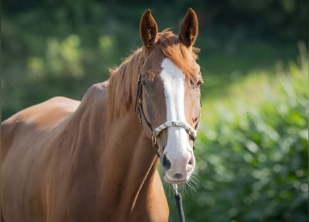 Einsiedler, Castrone, 9 Anni, Sauro