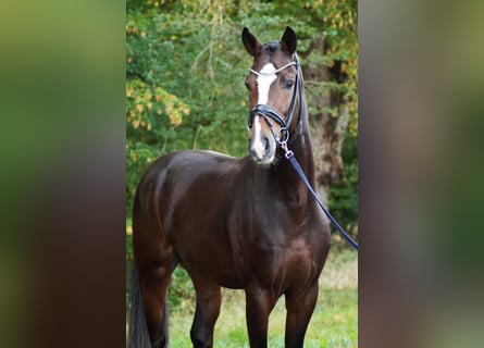 Einsiedler, Stallone, 5 Anni, 174 cm, Baio