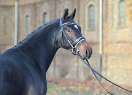 Koń westfalski, Ogier, 8 lat, 172 cm, Gniada