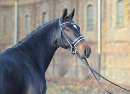 Westfaliano, Semental, 9 años, 172 cm, Castaño