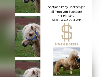 Shetland Ponys, Hengst, 17 Jaar, 100 cm, Gevlekt-paard