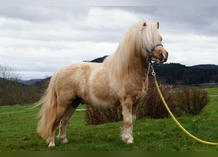Shetland Ponys, Hengst, 15 Jahre, 100 cm, Schecke