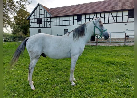 El poni de silla polaco Mestizo, Caballo castrado, 12 años, Tordo