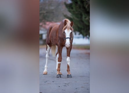 El poni de silla polaco Mestizo, Caballo castrado, 5 años, 150 cm, Pío