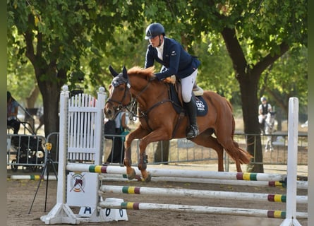 El poni de silla polaco, Caballo castrado, 5 años, 166 cm, Alazán