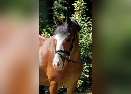 El poni de silla polaco, Yegua, 10 años, 133 cm, Castaño