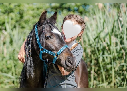 El poni de silla polaco, Yegua, 11 años, 110 cm, Negro