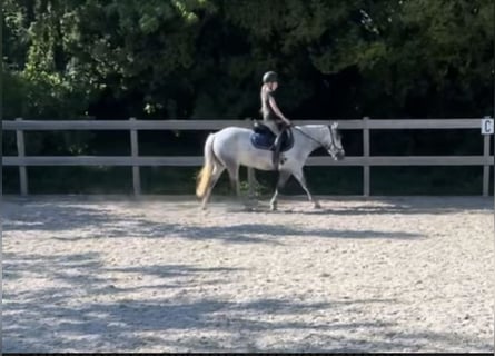 El poni de silla polaco, Yegua, 6 años, 135 cm, Tordo