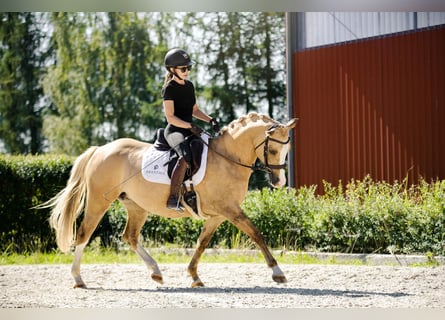 El poni de silla polaco, Yegua, 6 años, 145 cm, Palomino