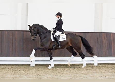 Westfaliano, Stallone, 7 Anni, 169 cm, Baio scuro