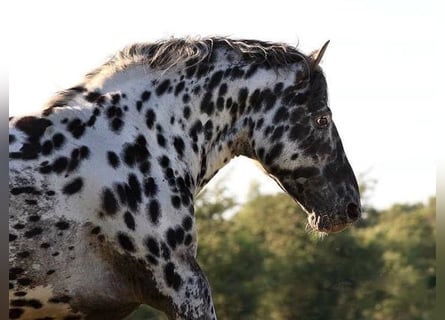 Knabstrup, Stallion, 17 years, 15,1 hh, Leopard-Piebald