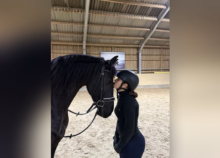 Emma such Reitbeteiligung