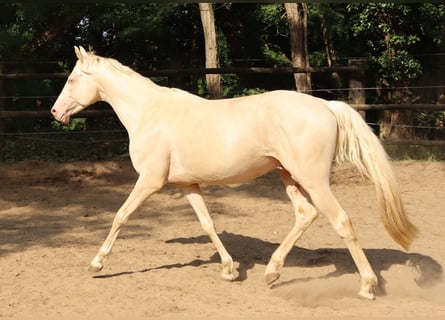 Engels volbloed, Hengst, 11 Jaar, 157 cm, Cremello