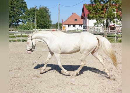 Engels volbloed, Hengst, 4 Jaar, 156 cm, Cremello