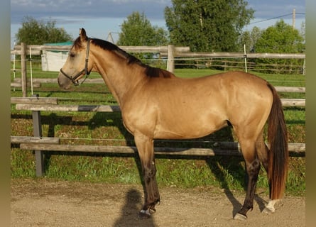 Engels volbloed, Hengst, 5 Jaar, 162 cm, Buckskin
