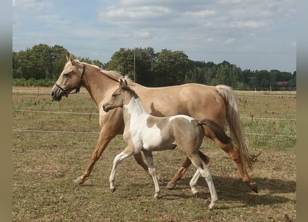 Engels volbloed, Merrie, 18 Jaar, 157 cm, Palomino