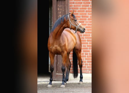 Engels volbloed, Merrie, 4 Jaar, 163 cm, Bruin