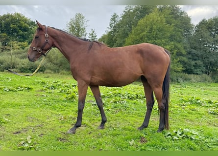 Engels volbloed, Merrie, 4 Jaar, 165 cm, Bruin
