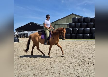 Engels volbloed Mix, Merrie, 6 Jaar, 165 cm, Vos