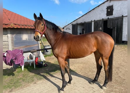 Engels volbloed Mix, Merrie, 7 Jaar, 157 cm, Bruin