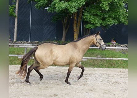 Engels volbloed, Merrie, 7 Jaar, 163 cm, Buckskin