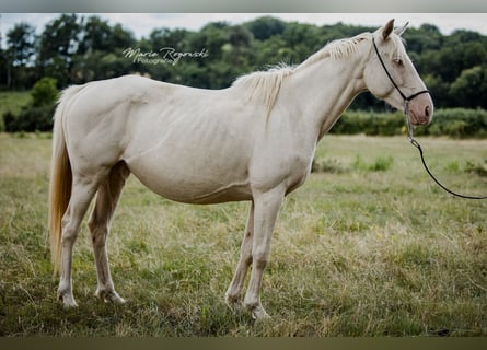 Engels volbloed, Merrie, 9 Jaar, 153 cm, Cremello