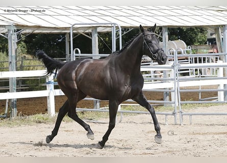 Englisches Vollblut, Stute, 9 Jahre, 164 cm, Rappe