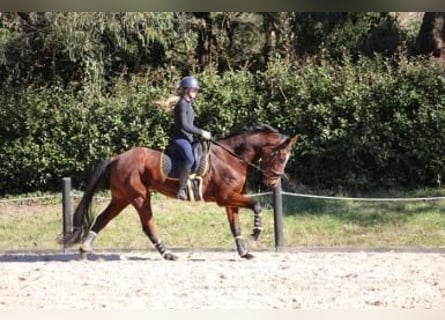 Engels volbloed, Ruin, 3 Jaar