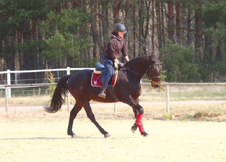 Engels volbloed Mix, Ruin, 5 Jaar, 163 cm, Zwartbruin