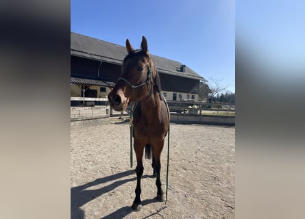 Engels volbloed, Ruin, 5 Jaar, 165 cm, Bruin