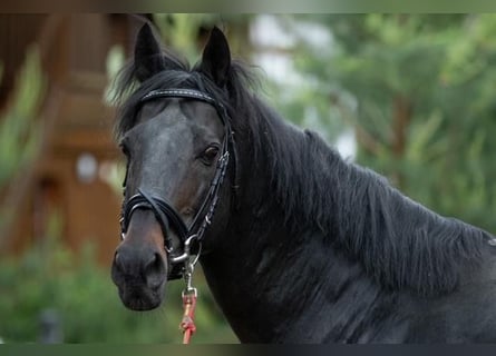 Engelskt fullblod, Hingst, 16 år, 157 cm