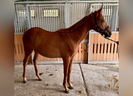 Engelskt fullblod, Hingst, 1 år, Fux