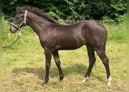 Engelskt fullblod, Hingst, Föl (03/2024), 136 cm, Mörkbrun