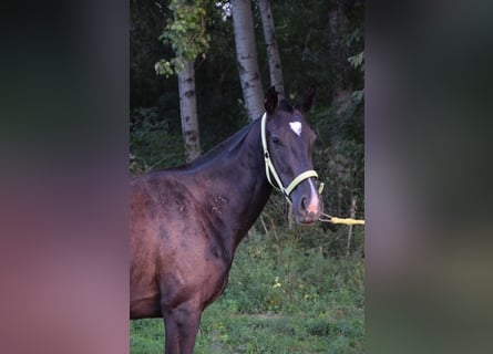 Engelskt fullblod, Sto, 3 år, 162 cm, Svart