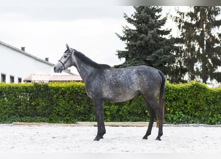 Engelskt fullblod, Sto, 4 år, 158 cm, Grå