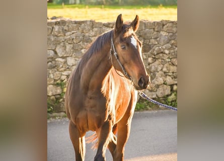 Engelskt fullblod, Sto, 6 år, 163 cm, Mörkbrun