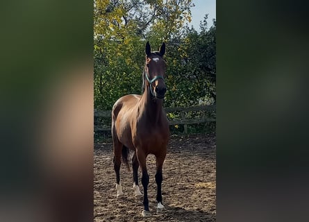 Engelskt fullblod, Sto, 8 år, 167 cm, Mörkbrun