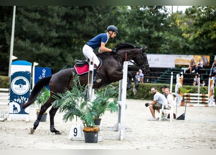 Engelskt fullblod, Sto, 9 år, 166 cm, Mörkbrun