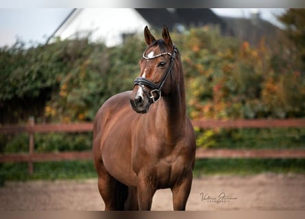 Engelskt fullblod, Valack, 10 år, 165 cm, Brun