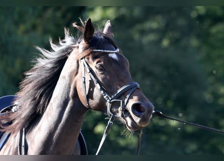 Engelskt fullblod, Valack, 4 år, 165 cm, Mörkbrun